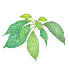 Naklejka na ściany i meble ravintsara branch illustration isolated on white background