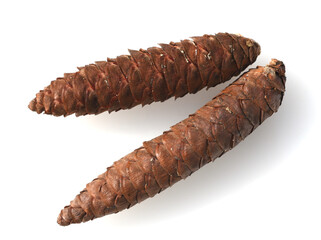 Caucasus spruce, Picea, orientalis