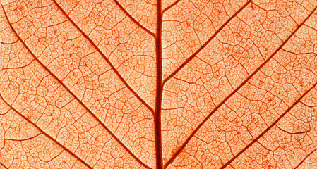 Red Leaf texture in Autumn. Macro photography.