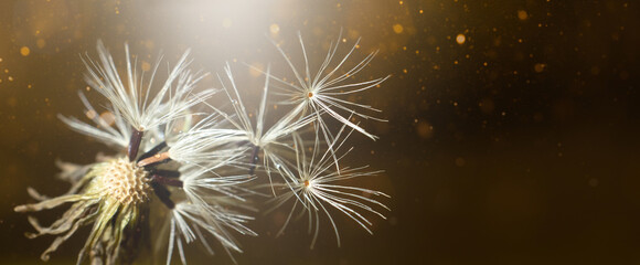 Close-up image with a white dandelion fluff on a dark background.