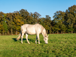 Obraz na płótnie Canvas Grazing white mare horse in meadow near town of Ootmarsum, Overijssel, Netherlands