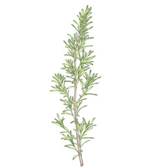 rosemary herb with bubs  illustration isolated on white background