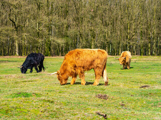 Scottish highland cows with long hair and horns grazing grass in nature reserve near Hilversum, Netherlands