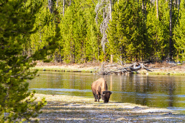 Bison dans le parc de Yellowstone