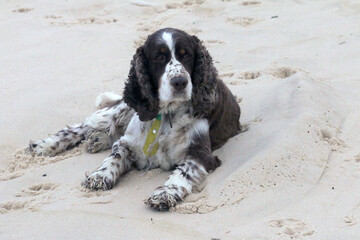 Georges English Springer Spaniel who became a beach boy in Rio de Janeiro