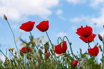 Naklejka premium Red poppies on a field with different flowers against a blue sky