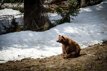 Grizzli dans le parc du Grand Téton