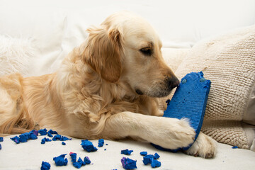 Golden retriever puppy dog chewing or biting  shoes lying on a sofa. Separation anxiety disorder concept