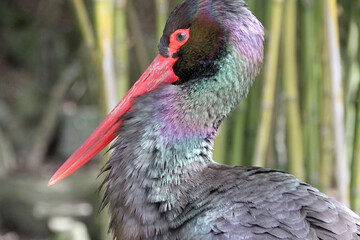 Fototapeta premium some kind of stork in a zoo in france