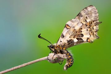Macro shots, Beautiful nature scene. Closeup beautiful butterfly sitting on the flower in a summer garden.