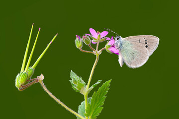 Macro shots, Beautiful nature scene. Closeup beautiful butterfly sitting on the flower in a summer garden.