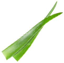 two leaves of aloe vera on a white isolated background - obrazy, fototapety, plakaty
