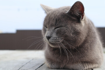 British Short Hair cat lying on garden decking.