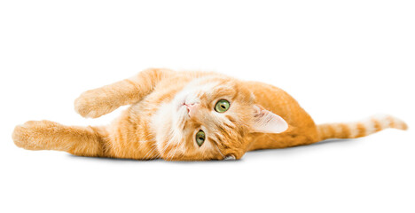 cute ginger cat lying on isolated white background