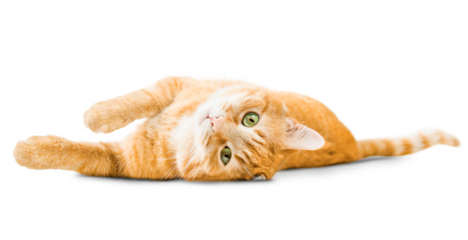 cute ginger cat lying on isolated white background