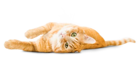 Foto op Canvas cute ginger cat lying on isolated white background © Ирина Гутыряк