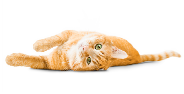cute ginger cat lying on isolated white background