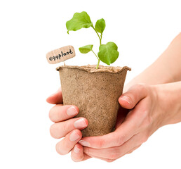 female hands hold a peat pot with an eggplant sprout on a white isolated background