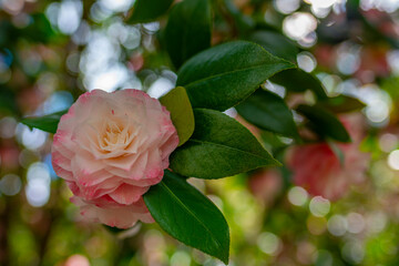 Japanese Camellia flowers, Camelia Japonica in the springtime garden with nice bokeh background