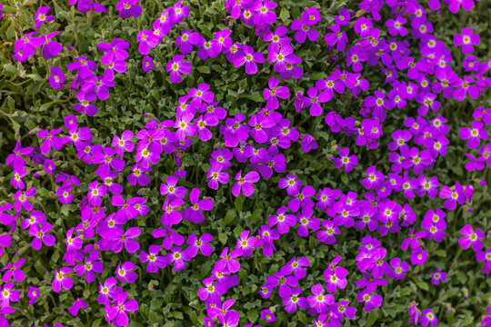 blue purple aubrieta flowers, nature background