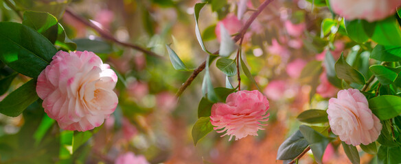 Japanese Camellia flowers, Camelia Japonica in the springtime garden with nice bokeh background