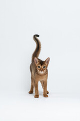Kitten stands with its tail up and looks at the camera. Abyssinian cat isolated on white. Portrait of a purebred cat
