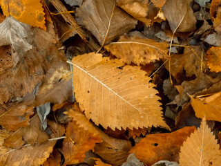 Background of autumn leaves. Close-up