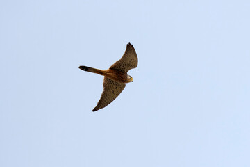 The winter hawk in flight in the blue sky,