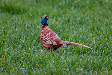 Colorful male pheasant (Phasianus colchicus) on the field.
