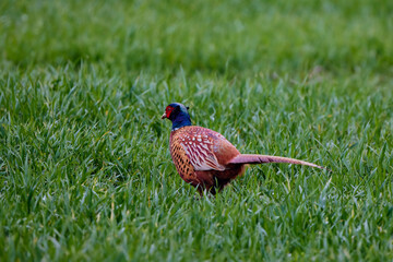 Colorful male pheasant (Phasianus colchicus) on the field.