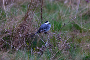 little bird on the grass, White Wagtail, Motacilla alba