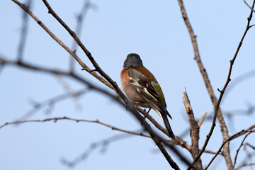 Common chaffinch (Fringilla coelebs) standing on the branches of a tree