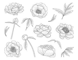 Luxury peonies. Trendy botanical elements. Hand drawn line leaves branches and blooming. Flower line art design for prints, wall arts, greeting card, invitation and wedding cards.