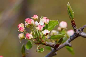 Fresh beautiful flowers of the apple tree blooming in the spring