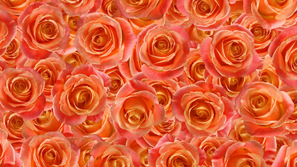  floral background consisting of many flowers of red beautiful roses