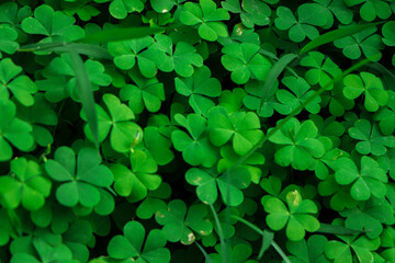 Fototapeta na wymiar Close-up of Four-leaf Water Clover or Clover Fern, Selective Focus and Blurred Background