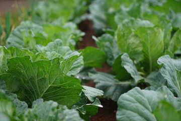 Cabbage that thrives in the highlands of Indonesia