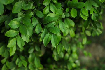 Fototapeta na wymiar Fresh green leaves for background