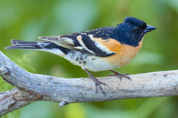 Fototapeta premium Brambling, Fringilla montifringilla, Varanger Peninsula, Finnmark, Norway