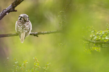 Northern hawk owl, Surnia ulula, Varanger Peninsula, Finnmark, Norway