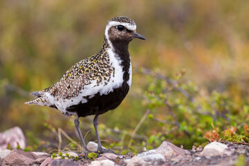 European Golden plover, Pluvialis apricaria, Varanger Peninsula, Finnmark, Norway