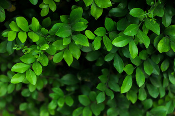 Group background of dark green tropical leaves background. concept of nature