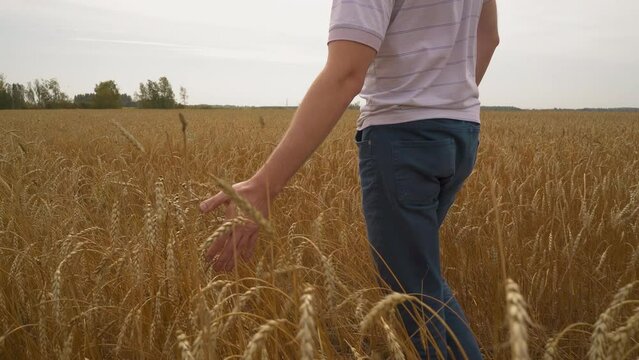 Agronomist enjoys great cereal crop walking across field