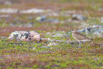 Whimbrel, Numenius phaeopus, Varanger Peninsula, Finnmark, Norway