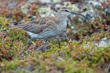 Whimbrel, Numenius phaeopus, Varanger Peninsula, Finnmark, Norway