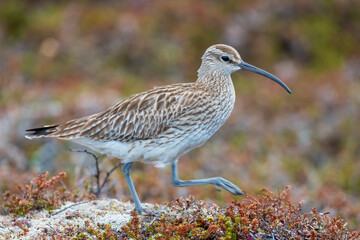 Whimbrel, Numenius phaeopus, Varanger Peninsula, Finnmark, Norway