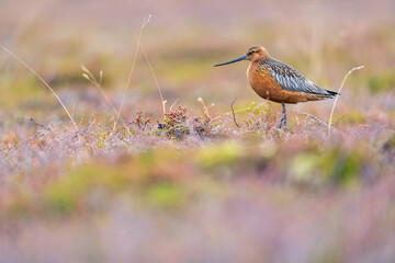 Varanger birdlife