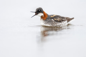 Red-necked Phalarope, Phalaropus lobatus, Varanger Peninsula, Finnmark, Norway