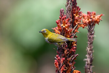 Indian white-eye or Zosterops palpebrosus observed in Latpanchar in West Bengal