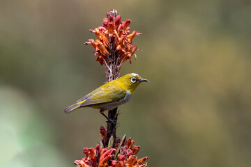 Indian white-eye or Zosterops palpebrosus observed in Latpanchar in West Bengal
